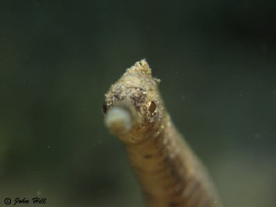 Loch Ness Monster by John Hill 